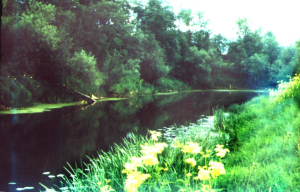 Река в Рогачево